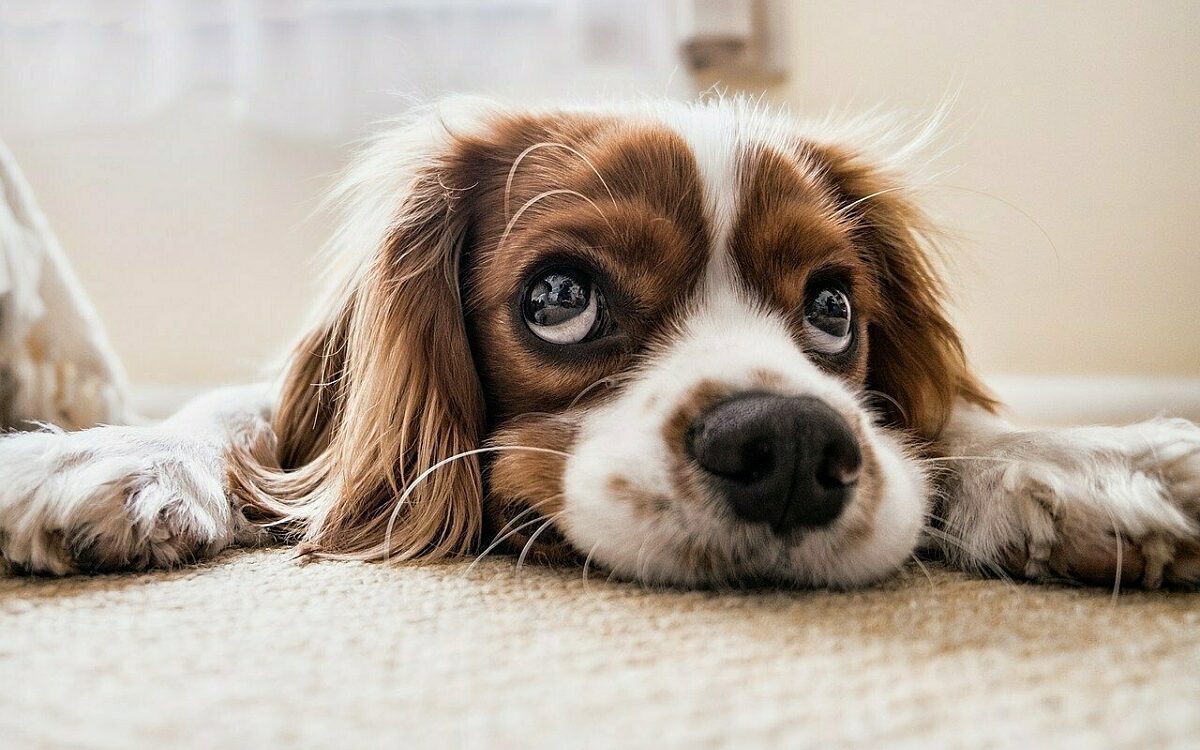 Dog 2785074 1280 Dog 2785074 1280